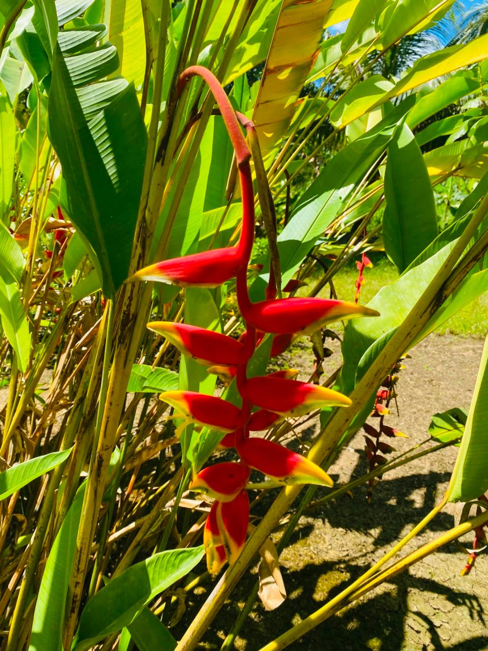 Plantage wandeling